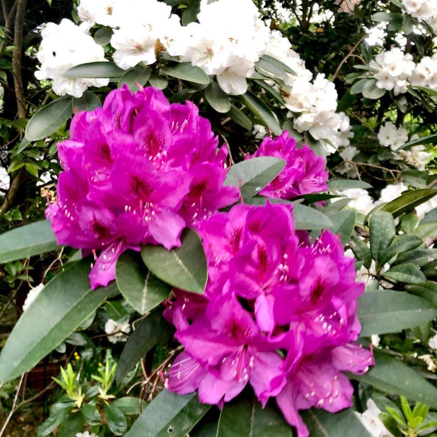 Aldgate Creek Cottage Bed And Breakfast Bagian luar foto
