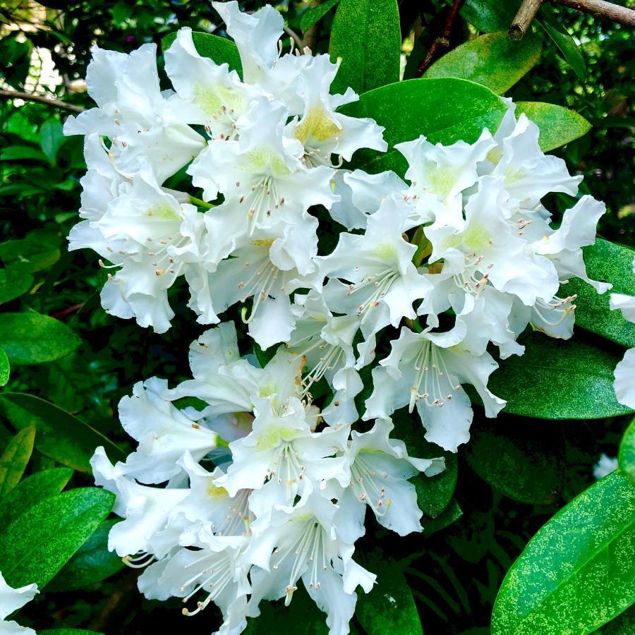 Aldgate Creek Cottage Bed And Breakfast Bagian luar foto